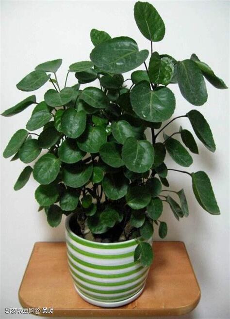 金錢兜 植物